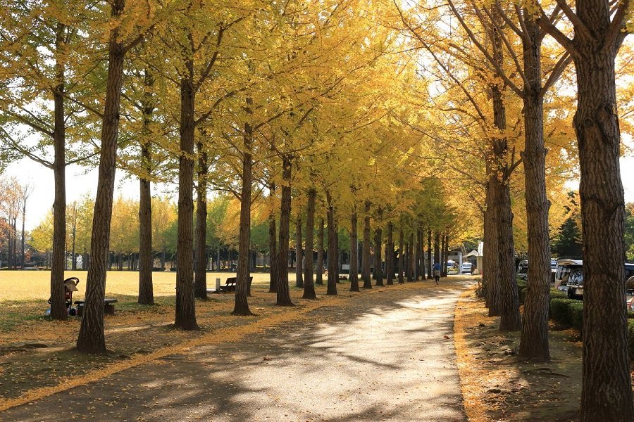 🌳 과학 만국 박람회 기념 공원(카가쿠 반파쿠 키넨 코엔) 이미지 6